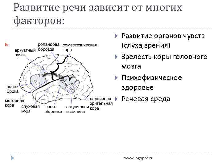 Развитие речи зависит от многих факторов: Развитие органов чувств (слуха, зрения) Зрелость коры головного