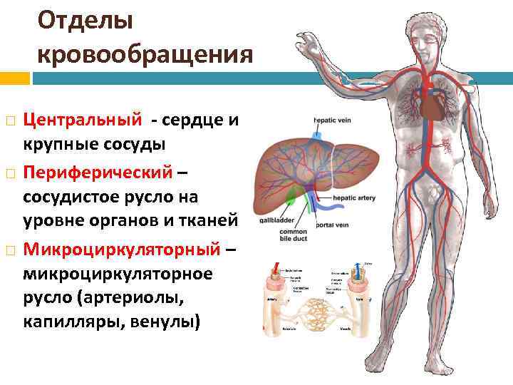 Отделы кровообращения Центральный - сердце и крупные сосуды Периферический – сосудистое русло на уровне