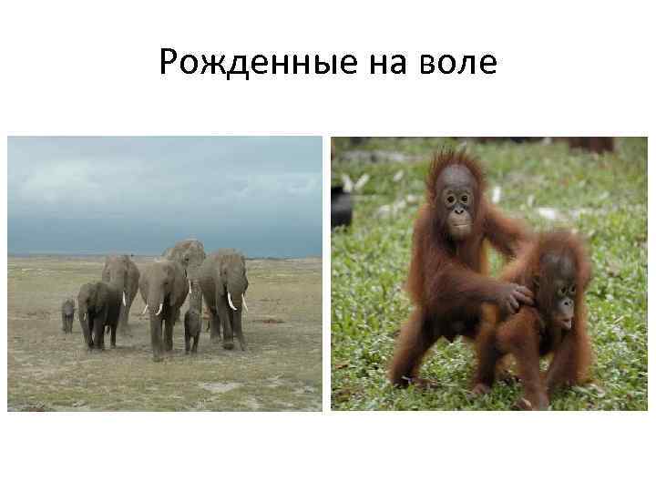 Рожденные на воле 