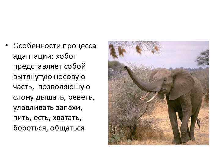  • Особенности процесса адаптации: хобот представляет собой вытянутую носовую часть, позволяющую слону дышать,