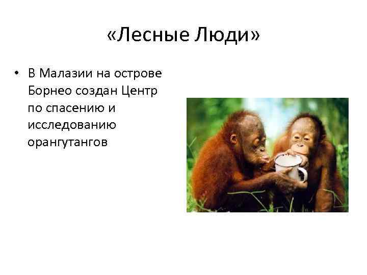  «Лесные Люди» • В Малазии на острове Борнео создан Центр по спасению и