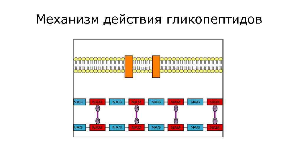 Механизм действия гликопептидов 