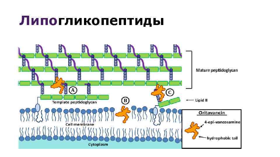 Липогликопептиды 