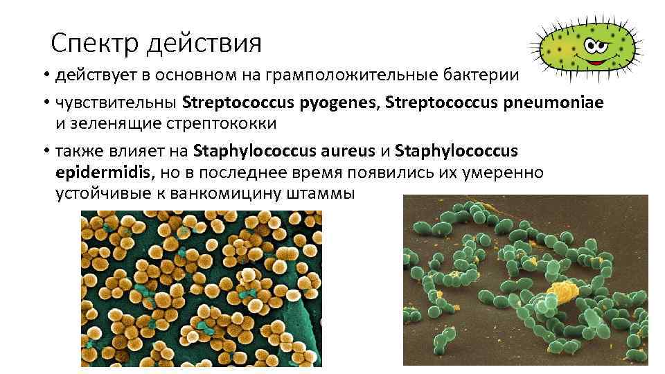 Тест стрептококк группы а. Зеленящие стрептококки микробиология. Альфа зеленящий стрептококк. Стрептококки зеленящие стрептококки.