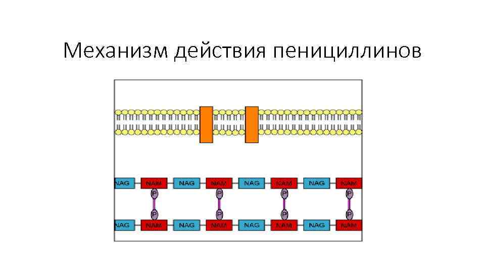 Механизм действия пенициллинов 