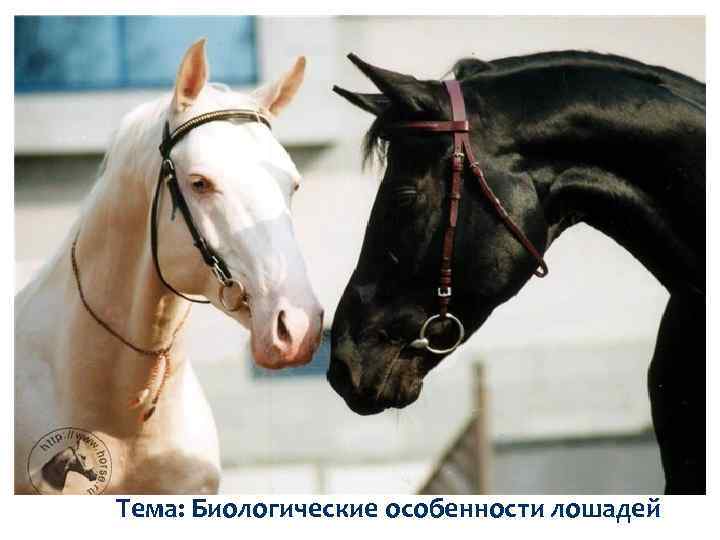 Тема: Биологические особенности лошадей 