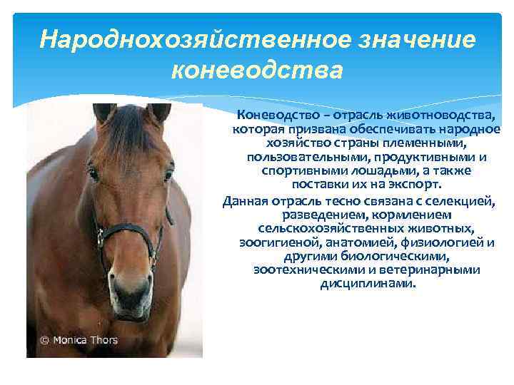 Народнохозяйственное значение коневодства Коневодство – отрасль животноводства, которая призвана обеспечивать народное хозяйство страны племенными,