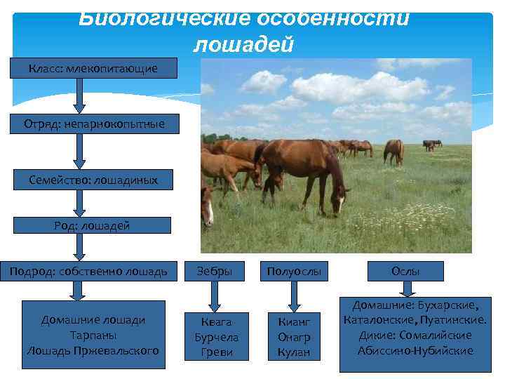 Лошади воспроизводство