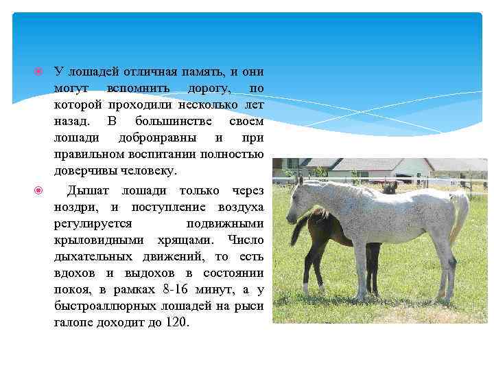У лошадей отличная память, и они могут вспомнить дорогу, по которой проходили несколько лет