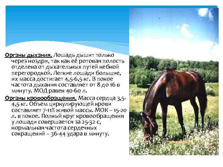 Органы дыхания. Лошадь дышит только через ноздри, так как её ротовая полость отделена от