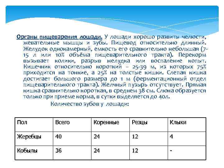 Органы пищеварения лошади. У лошади хорошо развиты челюсти, жевательные мышцы и зубы. Пищевод относительно