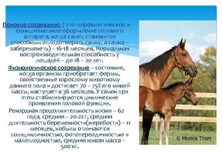 Половое созревание: ( это морфологическое и функциональное оформление полового аппарата, когда самец становится способным