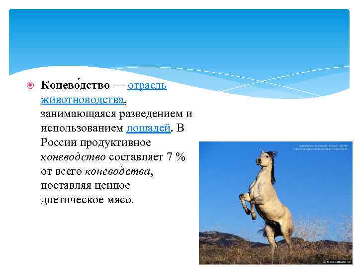 Проект по окружающему миру 4 класс животноводство в нашем крае коневодство