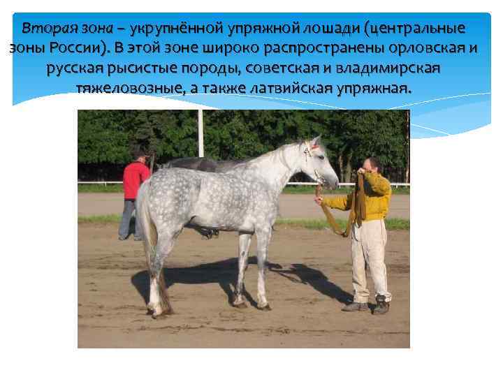 Лошадка вопросы. Биологические особенности лошадей. Вопросы про лошадей. Вопрос с ответом лошадь. Вопросы про лошадей с ответами для взрослых.