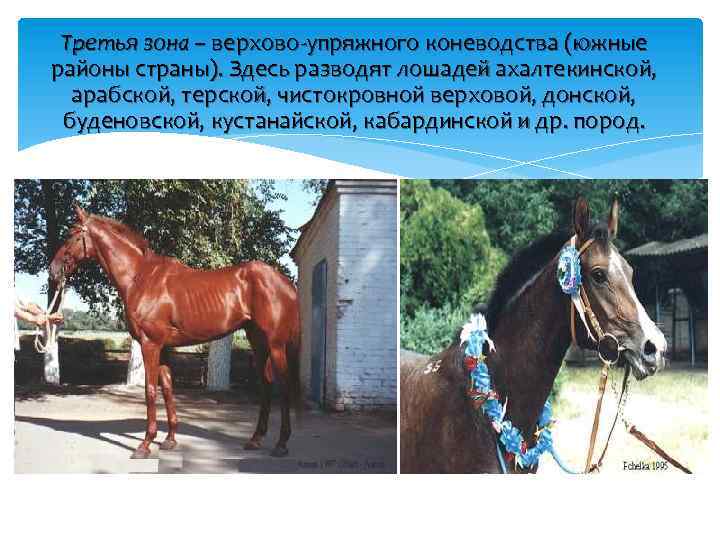 Третья зона – верхово-упряжного коневодства (южные районы страны). Здесь разводят лошадей ахалтекинской, арабской, терской,