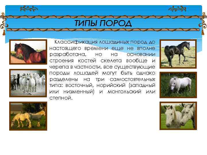 Классификация лошадиных пород до настоящего времени еще не вполне разработана, но на основании строения
