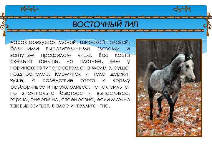 Характеризуется малой, широкой головой, большими выразительными глазами и вогнутым профилем лица. Все кости скелета
