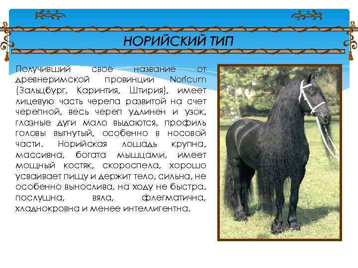 Получивший свое название от древнеримской провинции Noricum (Зальцбург, Каринтия, Штирия), имеет лицевую часть черепа