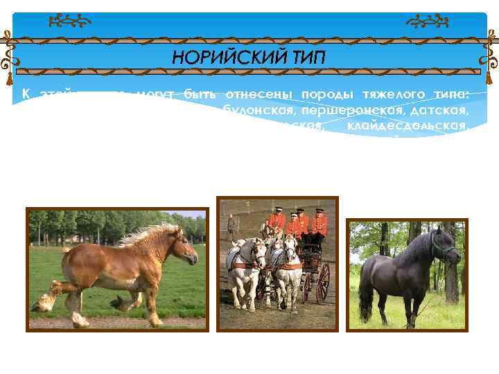 Вопросы про лошадей. Биологические особенности лошадей. Норийский Тип лошадей. Хозяйственно-биологические особенности лошадей.