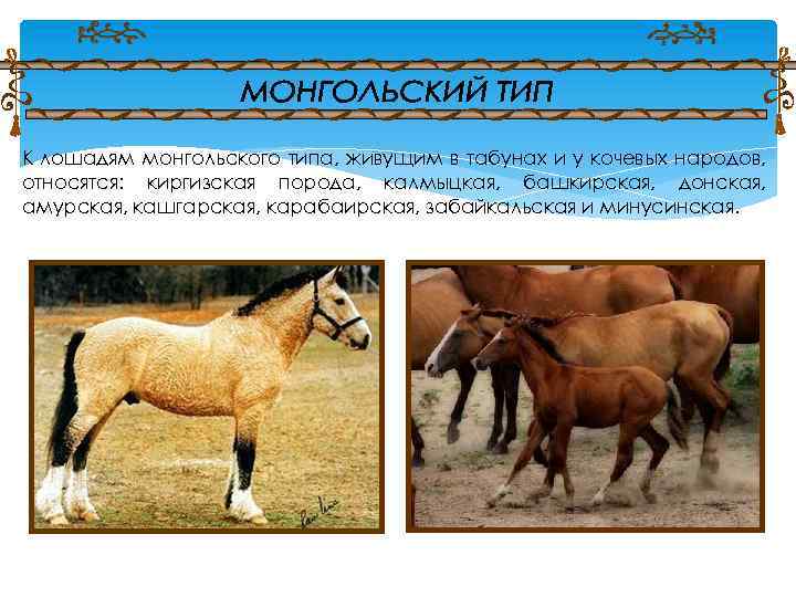 К лошадям монгольского типа, живущим в табунах и у кочевых народов, относятся: киргизская порода,