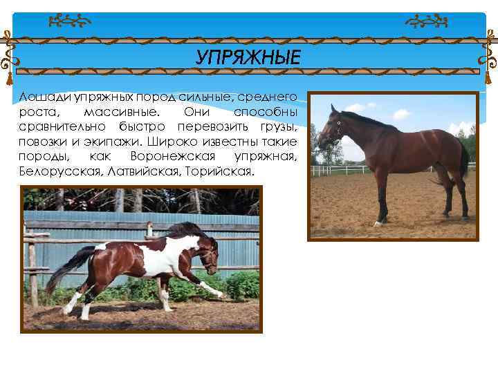 Лошади упряжных пород сильные, среднего роста, массивные. Они способны сравнительно быстро перевозить грузы, повозки