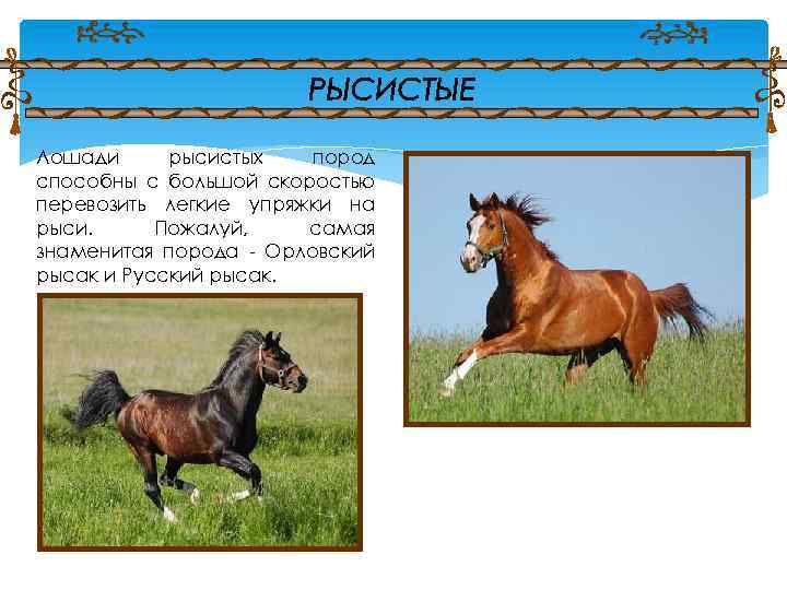 Лошадка вопросы. Биологические особенности лошадей. Вопросы про лошадей. Биологическая характеристика лошади. Биологические особенности лошади презентация.