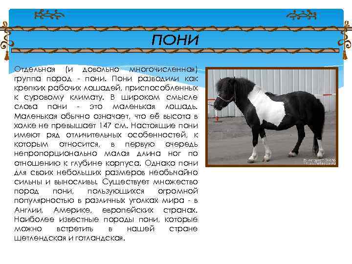 Отдельная (и довольно многочисленная) группа пород - пони. Пони разводили как крепких рабочих лошадей,