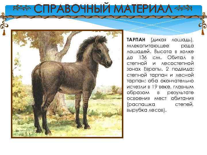 ТАРПАН (дикая лошадь), млекопитающее рода лошадей. Высота в холке до 136 см. Обитал в