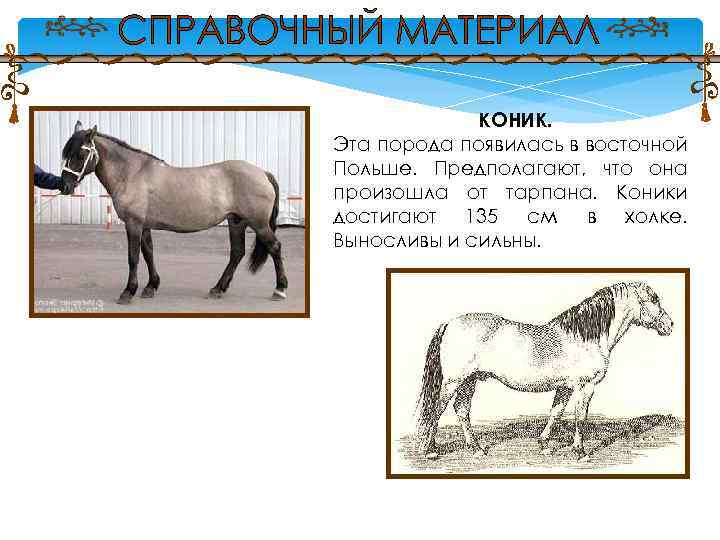 КОНИК. Эта порода появилась в восточной Польше. Предполагают, что она произошла от тарпана. Коники