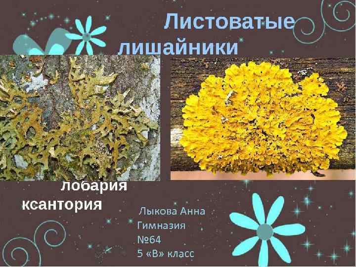  Лыкова Анна Гимназия № 64 5 «В» класс 