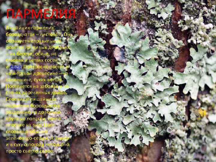 ПАРМЕЛИЯ Лишайник пармелия бороздчатая – листовой. Он образует неправильные розетки на живых деревьях –