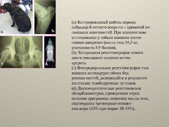 (a) Кастрированный кобель породы лабрадор 6 -летнего возраста с хромотой нескольких конечностей. При клиническом