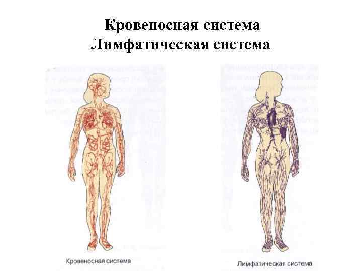 Кровеносная система Лимфатическая система 