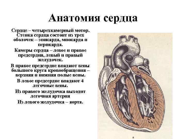 У черепахи четырехкамерное сердце
