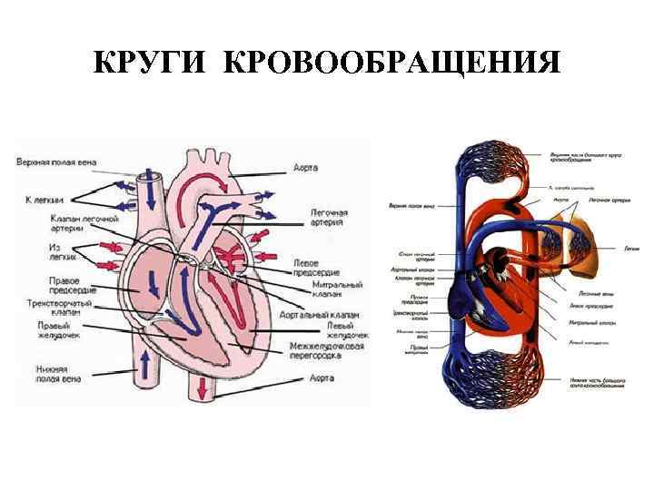 Круги кровообращения сердца