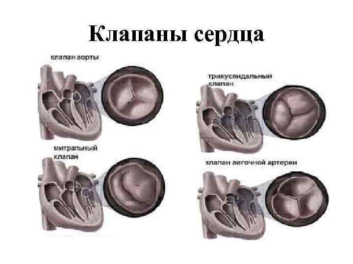 Стоимость биологического клапана сердца