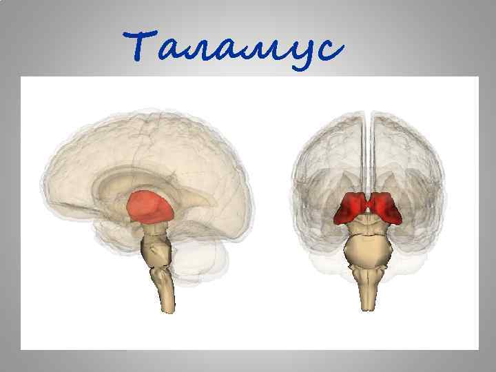 Таламус 