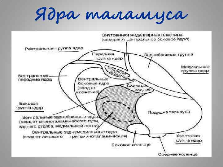 Схема ядер таламуса