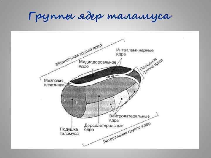 Схема ядер таламуса