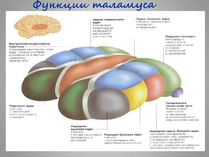 Функции таламуса 