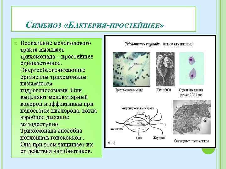 Пример симбиоза бактерий. Виды симбиоза бактерий. Симбиотические бактерии обитают. Представители бактерий симбионтов. Симбиотические простейшие.
