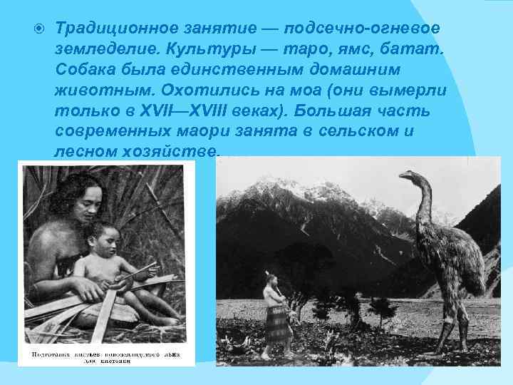  Традиционное занятие — подсечно-огневое земледелие. Культуры — таро, ямс, батат. Собака была единственным