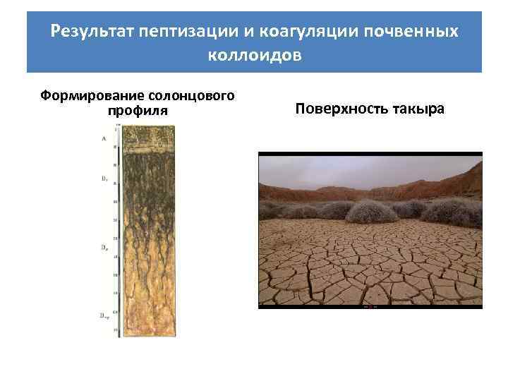 Результат пептизации и коагуляции почвенных коллоидов Формирование солонцового профиля Поверхность такыра 