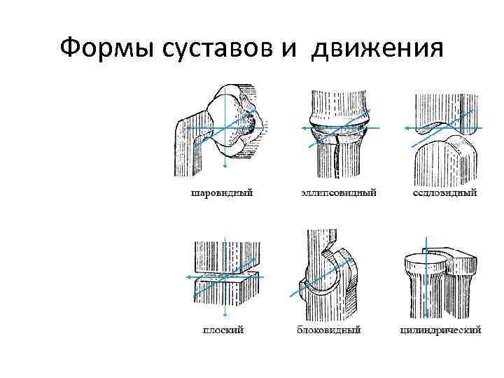 Формы суставов и движения 