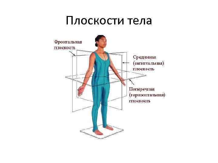 Поперечно горизонтальный. Поперечная плоскость. Плоскости тела человека для печати. Горизонтальная плоскость туловища. Оси и плоскости тела человека в фитнесе.