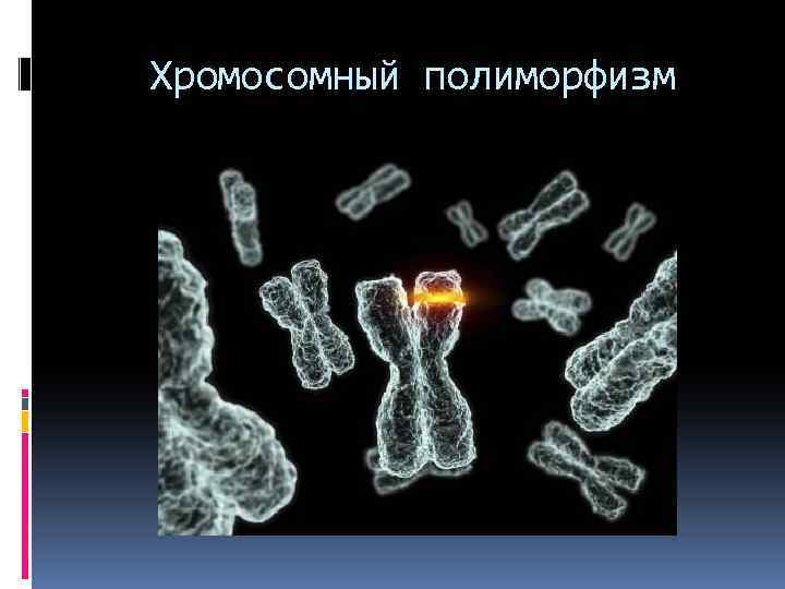 Хромосомный полиморфизм 