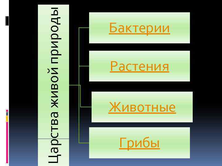 Царства живой природы Бактерии Растения Животные Грибы 