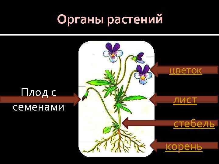 Органы растений цветок Плод с семенами лист стебель корень 