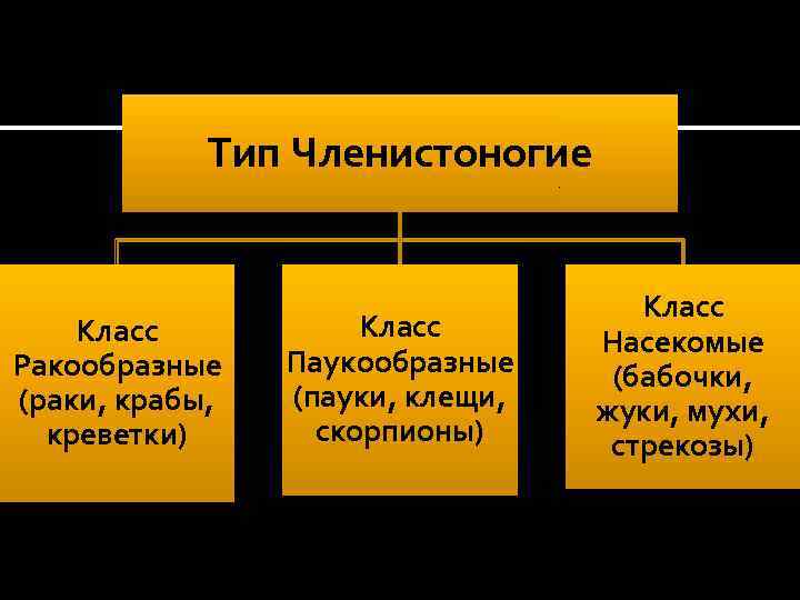 Тип Членистоногие Класс Ракообразные (раки, крабы, креветки) Класс Паукообразные (пауки, клещи, скорпионы) Класс Насекомые