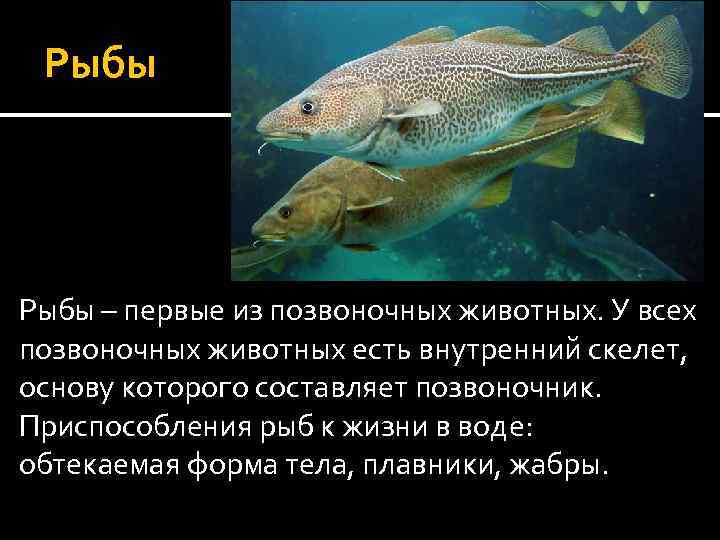 Приспособление рыб в воде